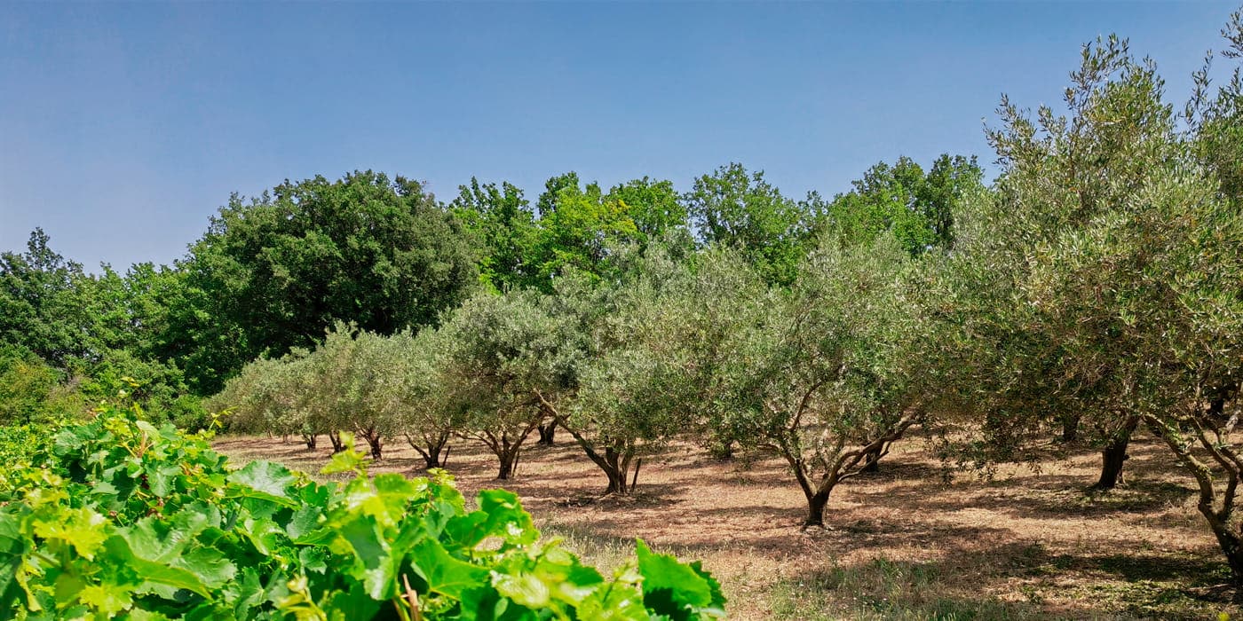 Les Terres Familiales, parcelle d'oliviers sur Castelnau-Valence, variété Bouteillan