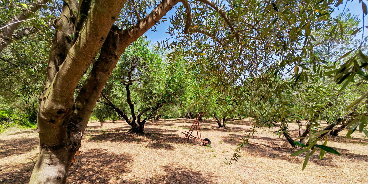Parcelle d'oliviers sur Castelnau-Valence