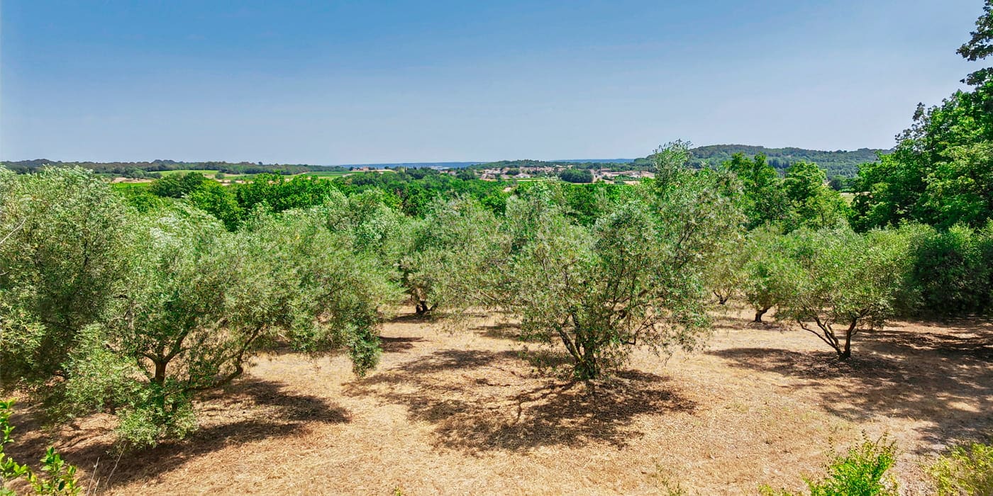 Les Terres Familiales, parcelle d'oliviers sur Castelnau-Valence, variété Lucques