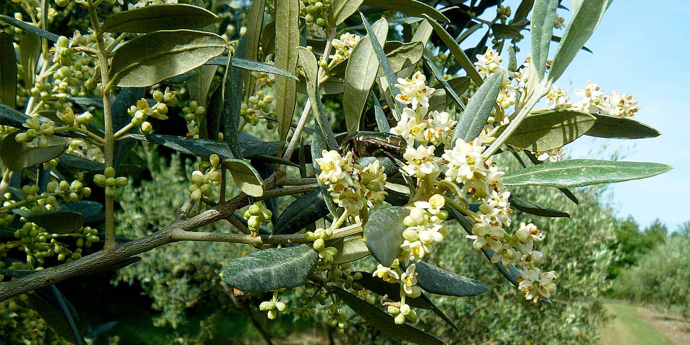Image d'oliviers avec fleur et bourgeons