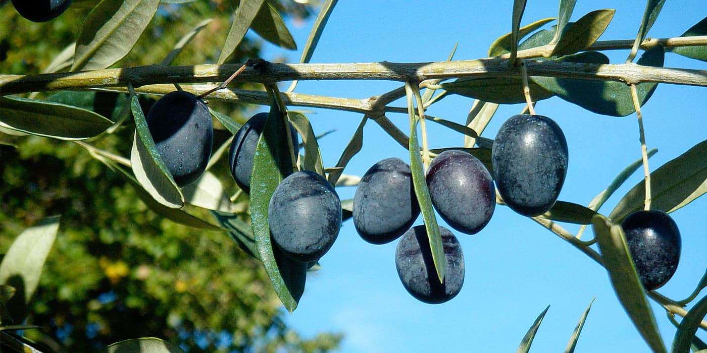 Image zoom sur olives mures couleur prune foncé