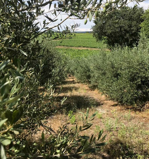 Image des oliviers variété Bouteillan