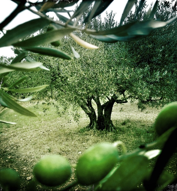 Image d'oliviers avec en premier plan quelques olives